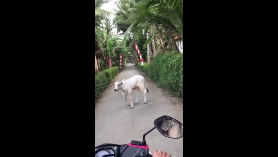 The calf is walking along the road and slowed down the traffic in Kebumen, Indonesia