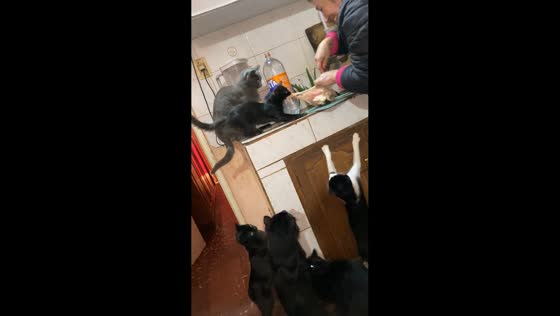 Cat tries to steal chicken skin and falls during tug-of-war in Quiindy, Paraguay