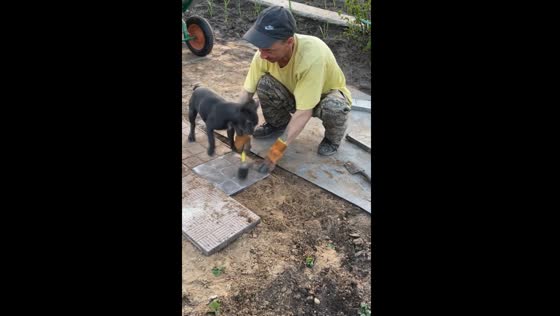 Dog interrupts tile laying work in Ulyanovsk