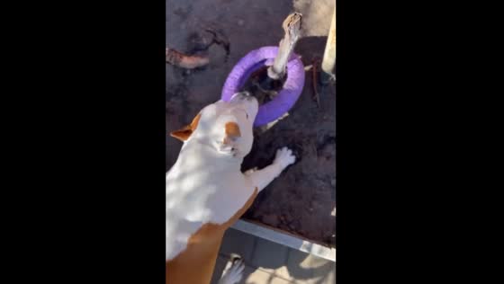 Dog breaks tree stem to retrieve toy in Dnipro, Ukraine