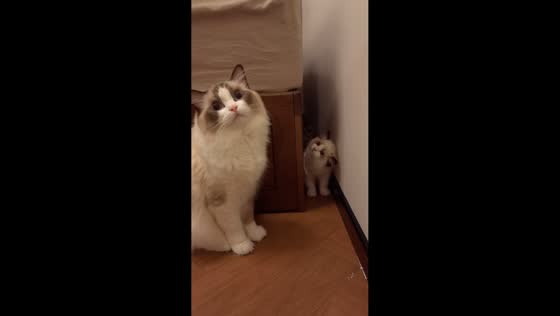 Startled kitten taps adult cat then hides again in Jiangsu, China