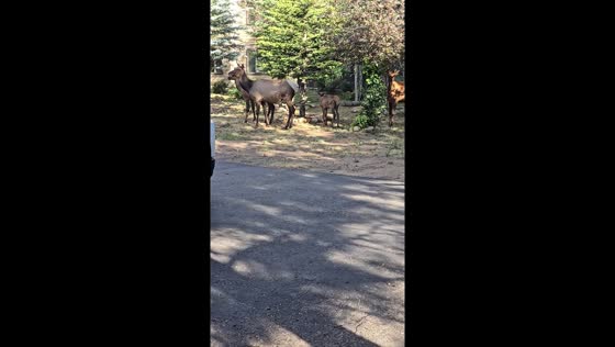 Elks roam neighborhood in Estes Park, Colorado