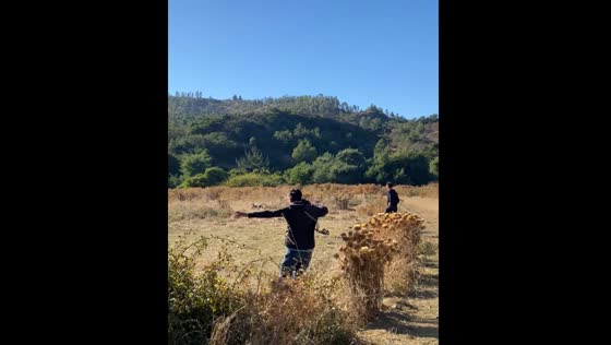Greyhounds chase rabbit in Litueche, Chile