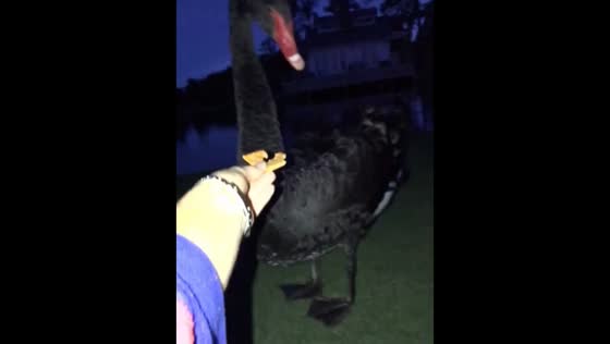 Black swan playfully slaps woman while taking food in Georgia, USA