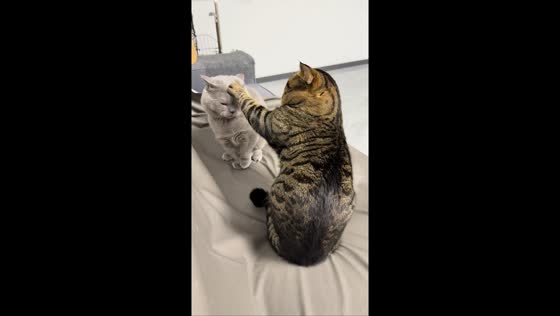 Tabby cat playfully silences meowing British Shorthair in Liaoning, China
