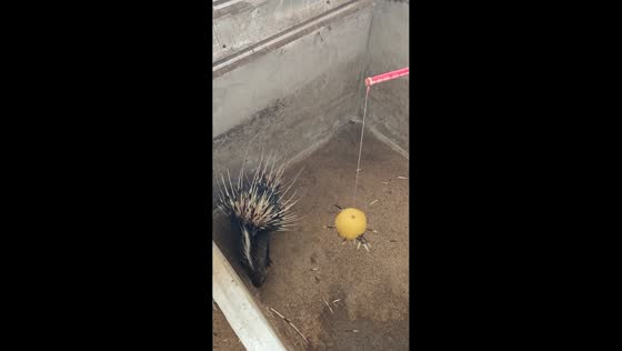 Porcupine pierces fruit with quills in Sichuan, China