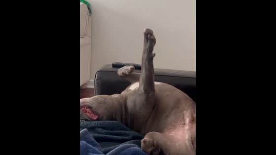 Sleeping dog adorably twitches in dream in Rockingham, Australia
