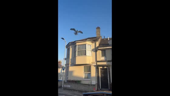 Protective seagull chases woman after baby rescue in Plymouth, England