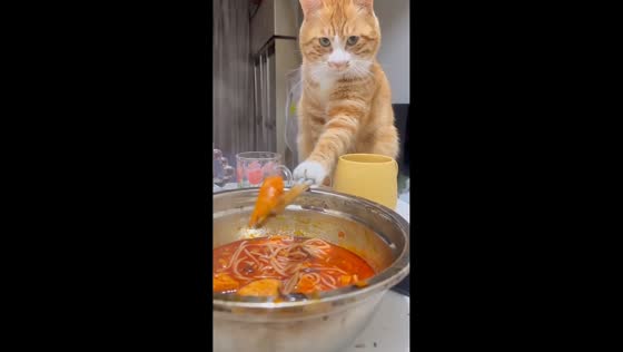 Cat hilariously tries to eat noodles with chopsticks in Guangdong, China