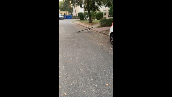 Dog hilariously carries a huge stick while walking with its owner in Legionowo, Poland
