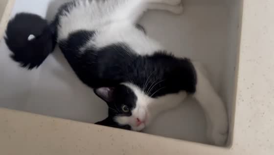 Cat refuses to leave wash basin in Guangdong, China