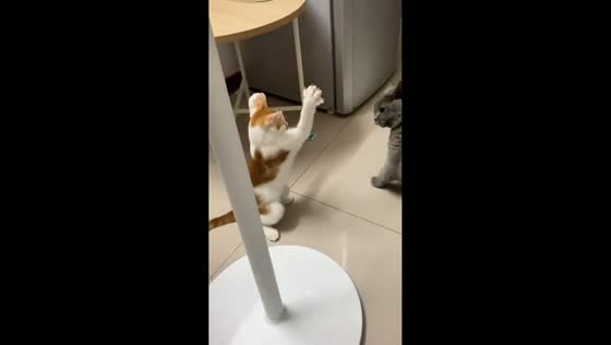 Grey cat throws playful companion to the floor in Hubei, China