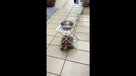 African spurred tortoise demonstrates surprising strength in Fujian, China
