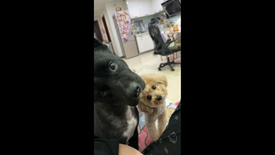 Two dogs tilt their heads in unison in Beijing, China