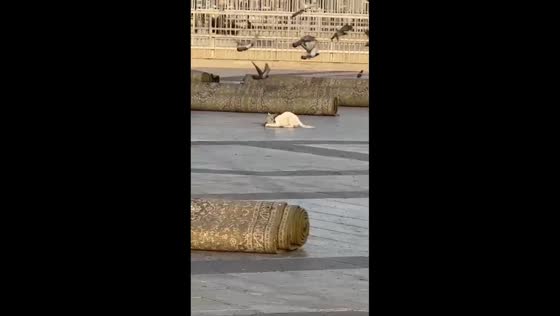 Cat chases and catches dove in Madinah, Saudi Arabia