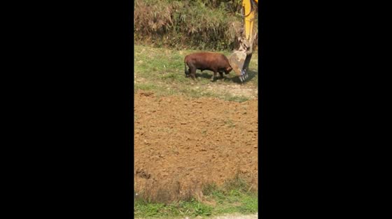 Cattle pushes against excavator in Guizhou, China