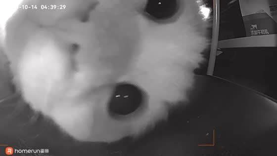 Adorable cat taps an empty food bowl and feeder for a late-night meal in Fujian, China