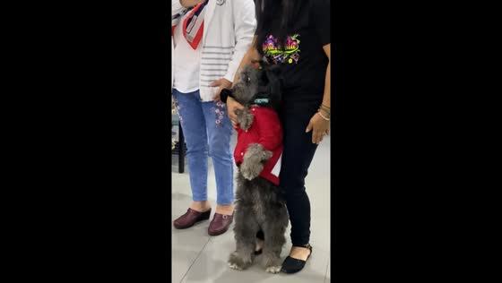 Schnauzer dog stands on hind legs during patriotic song in Lima, Peru