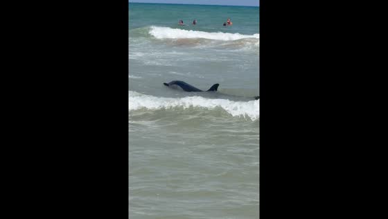 Dolphin found disoriented on beach in Guardamar del Segura, Spain