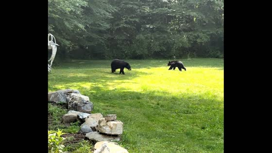 Black bears spotted in Pittsfield, MA