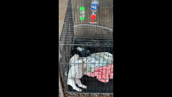 Puppies fall silent after hearing another dog bark in Cambodia