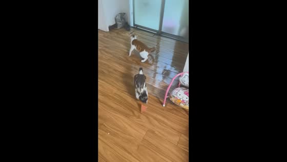 Cat jumps over a duck while being chased around the house in Huainan, China