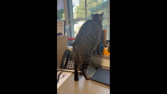 Tailless cat wags with excitement while watching birds in Knoxville, Tennessee, USA