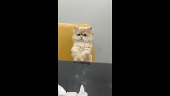 Adorable cat moves paws while sitting on chair in Jiangsu, China