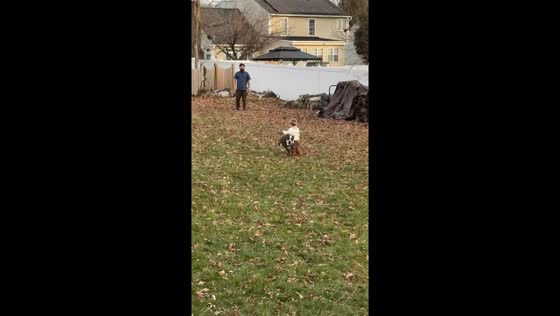 Collision course: dog and child encounter during playtime