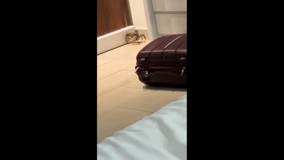 Crab surprises guests during birthday trip in Saint Lucia