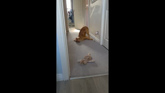Dog brings toy to owner in playful bathroom moment in Warwickshire, England