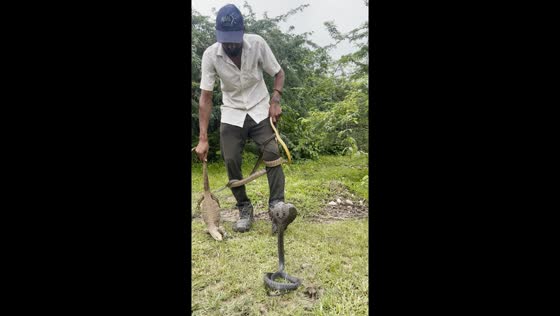 Rescue operation in Rajsamand: monitor lizard and multiple snakes saved