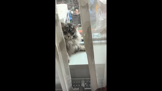 Adorable cat playfully swats toy gun after startling snap in Henan, China