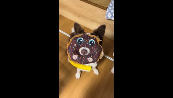 Dog makes adorable face with donut pillow in Zhejiang, China