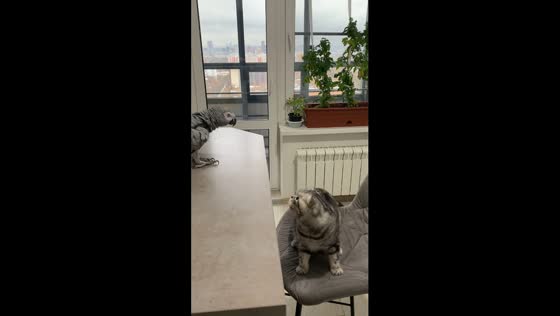 Playful parrot Sakura attempts cat mischief