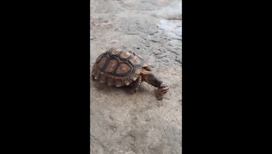 Slow pursuit: turtle chases elusive snail