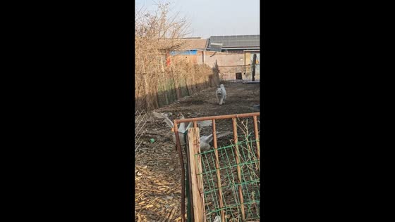 Dog and geese engage in chaotic chase in Tianjin, China