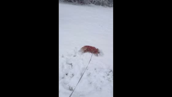 Dog joyfully plays in deep snow in Louisville, Kentucky, USA