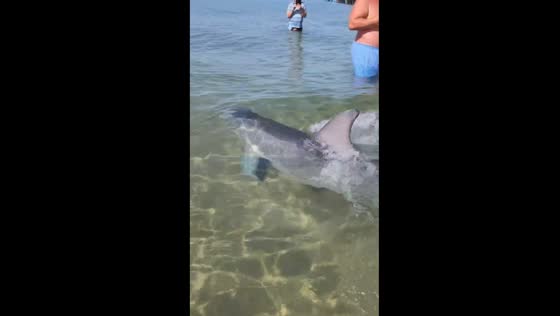 Dolphin swims near beachgoers in Dzhemete, Anapa