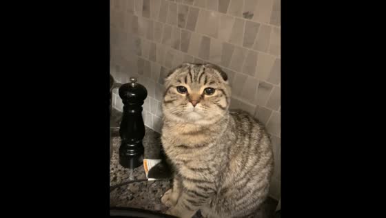 Cat appears to tear up while owner cuts onions in Ontario