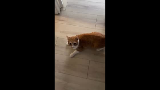 Playful cat crashes into door while running indoors in Volgograd, Russia