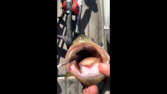 Largemouth bass found with soaked mouse in mouth in Yuma, Arizona