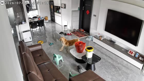 Dog startled after leash rack falls in Jiangxi, China