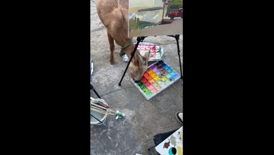 Goats devour paint left outside in Jiangxi Province, China