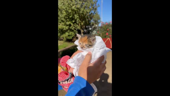 Santa María Island rescue: kitten saved after mother's death