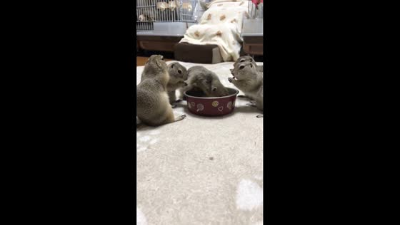 Prairie dogs enjoy food: unique eating habits captured on camera