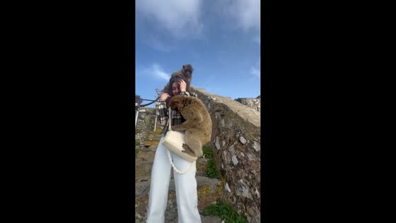 Barbary monkeys scuffle on visitor’s head in Gibraltar, United Kingdom