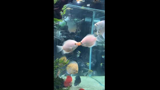 Temminkii tango: unveiling the 'mouth fight' ritual in kissing gourami