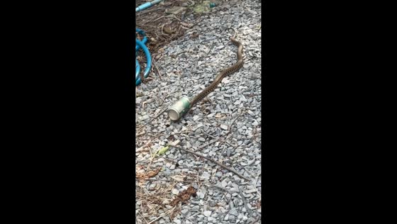 Snake frees itself after getting stuck in a coffee can in backyard in Lopburi, Thailand
