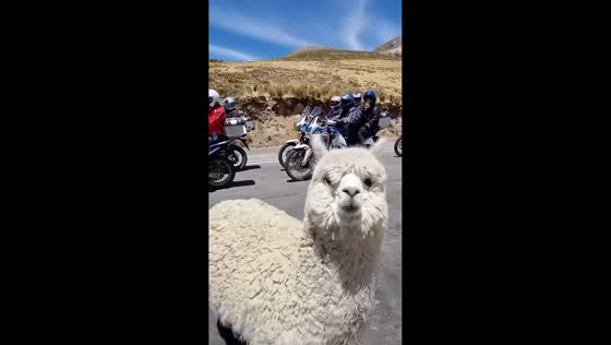 Friendly alpaca greets motorcyclists during road trip in Puquio, Peru